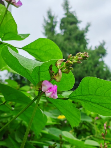 绿叶粉花自然风景摄影