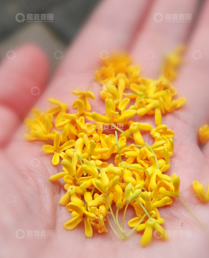 高清大图下载【趣麦麦图】掌中桂花金黄绽放
