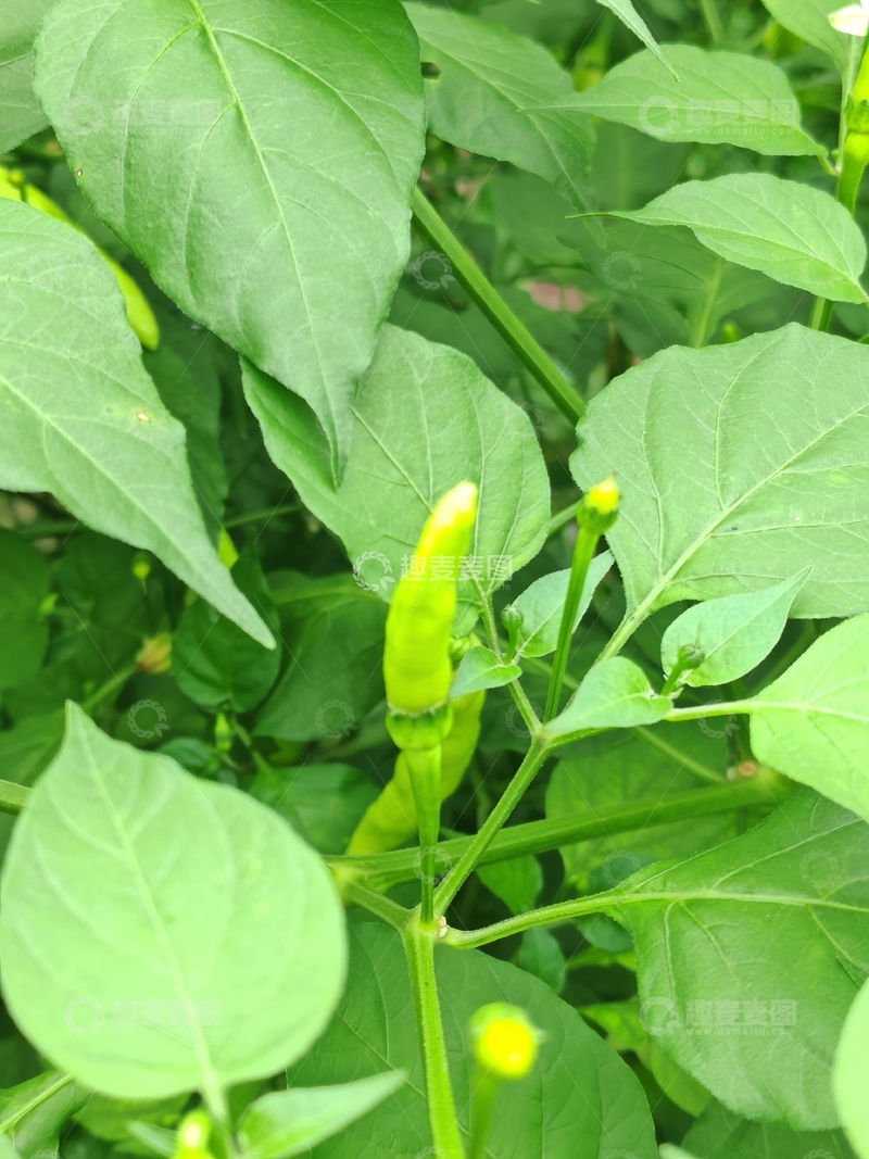 高清大图下载【趣麦麦图】-青椒植株生长特写