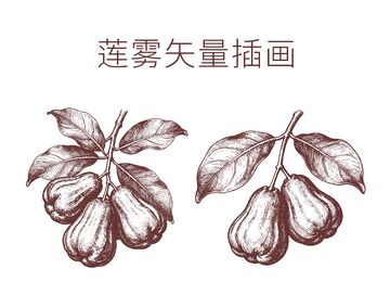 莲雾线描插画