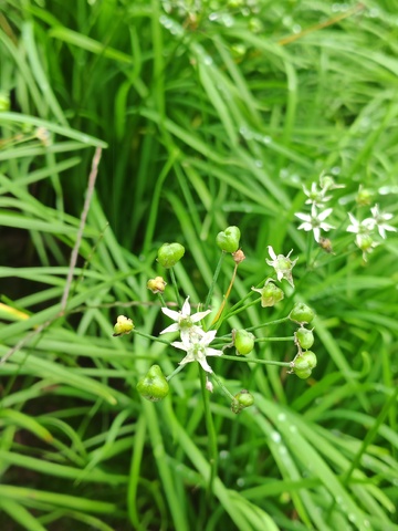 绿草白花自然摄影