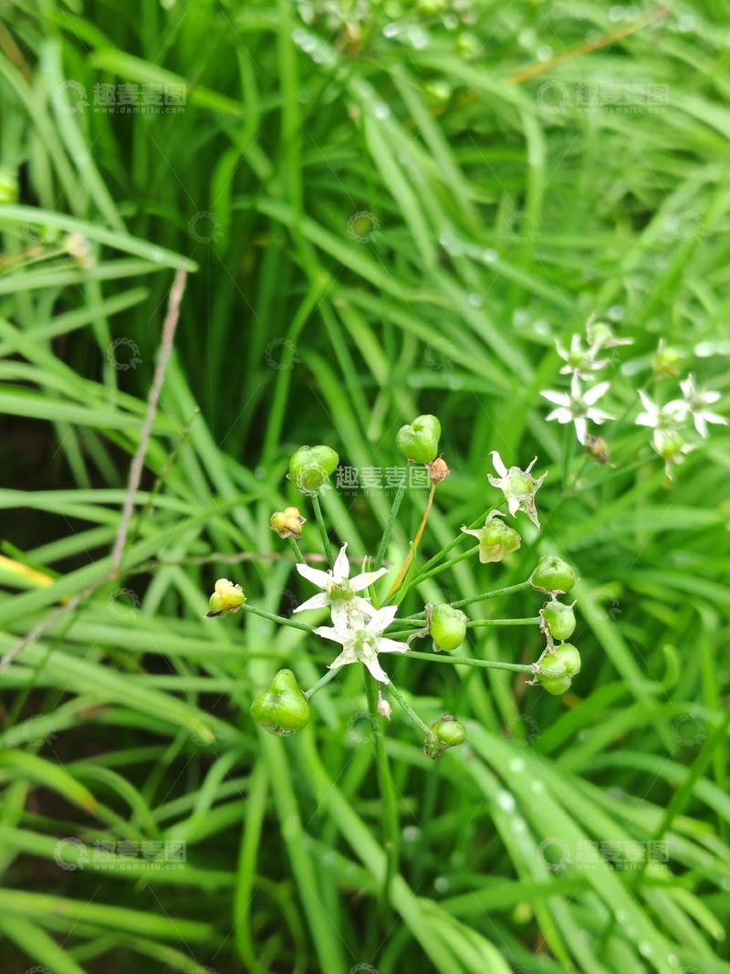 高清大图下载【趣麦麦图】绿草白花自然摄影