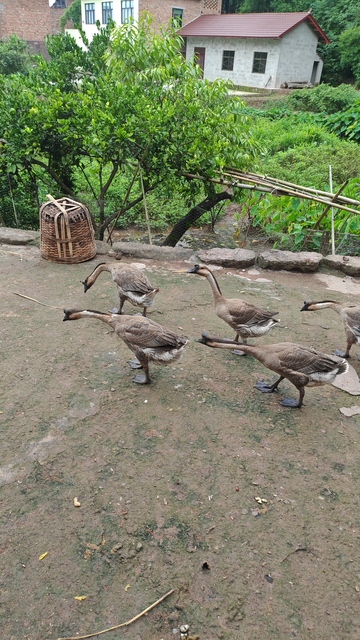 乡村鸭群悠闲漫步
