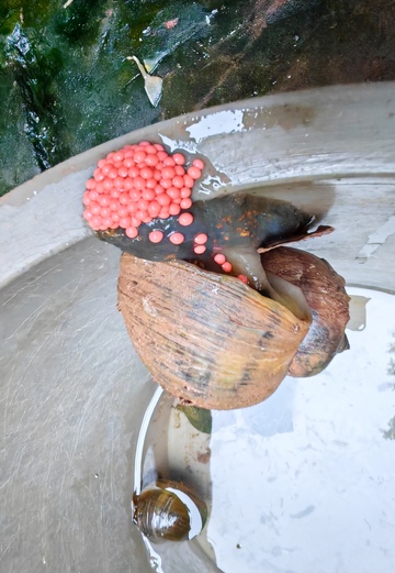 水中鱼卵与枯叶特写