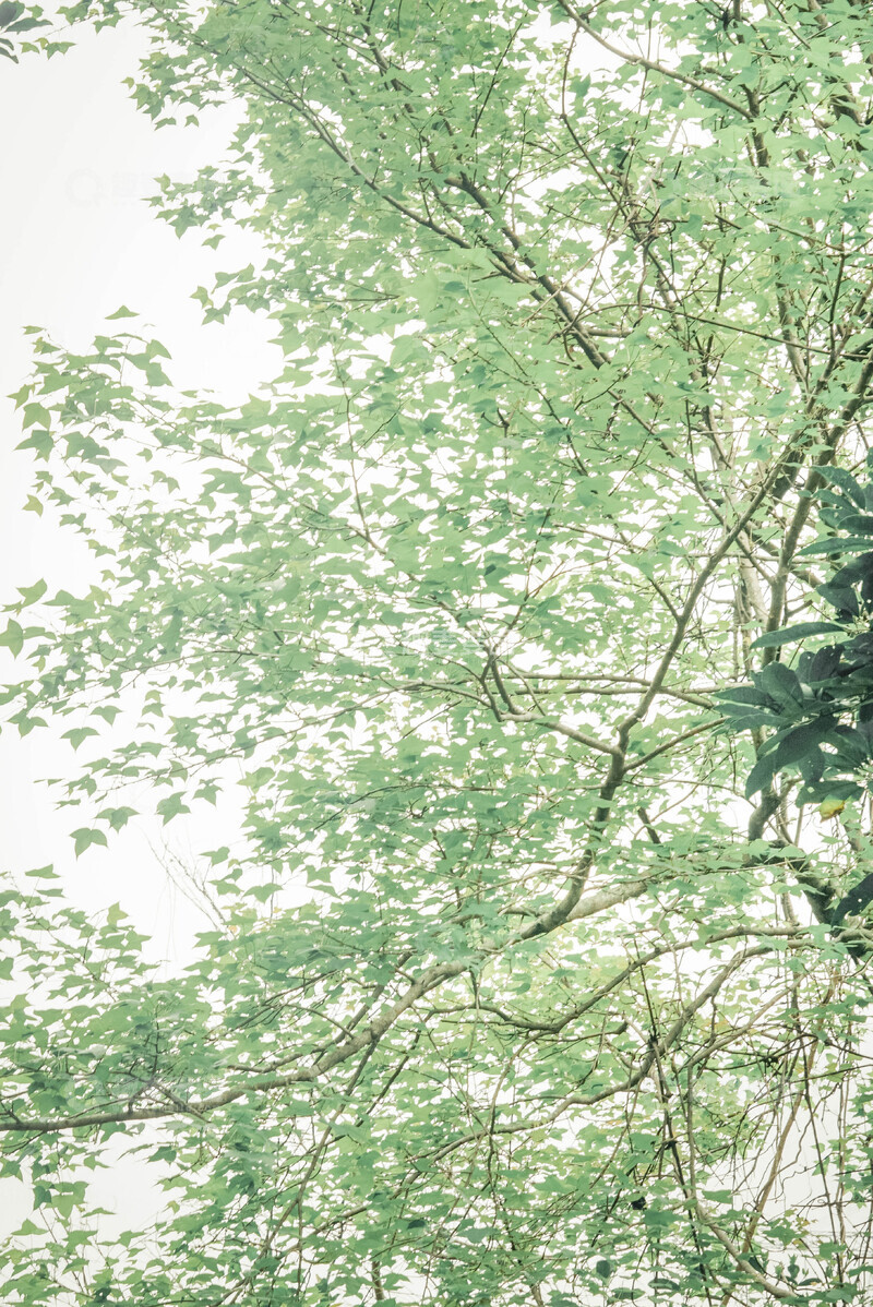 高清大图下载【趣麦麦图】清新绿意树木摄影