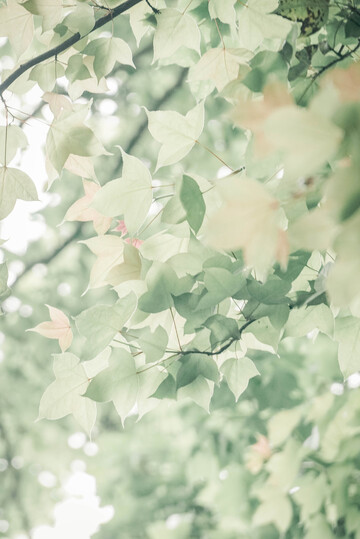 清新树叶自然风景摄影背景素材