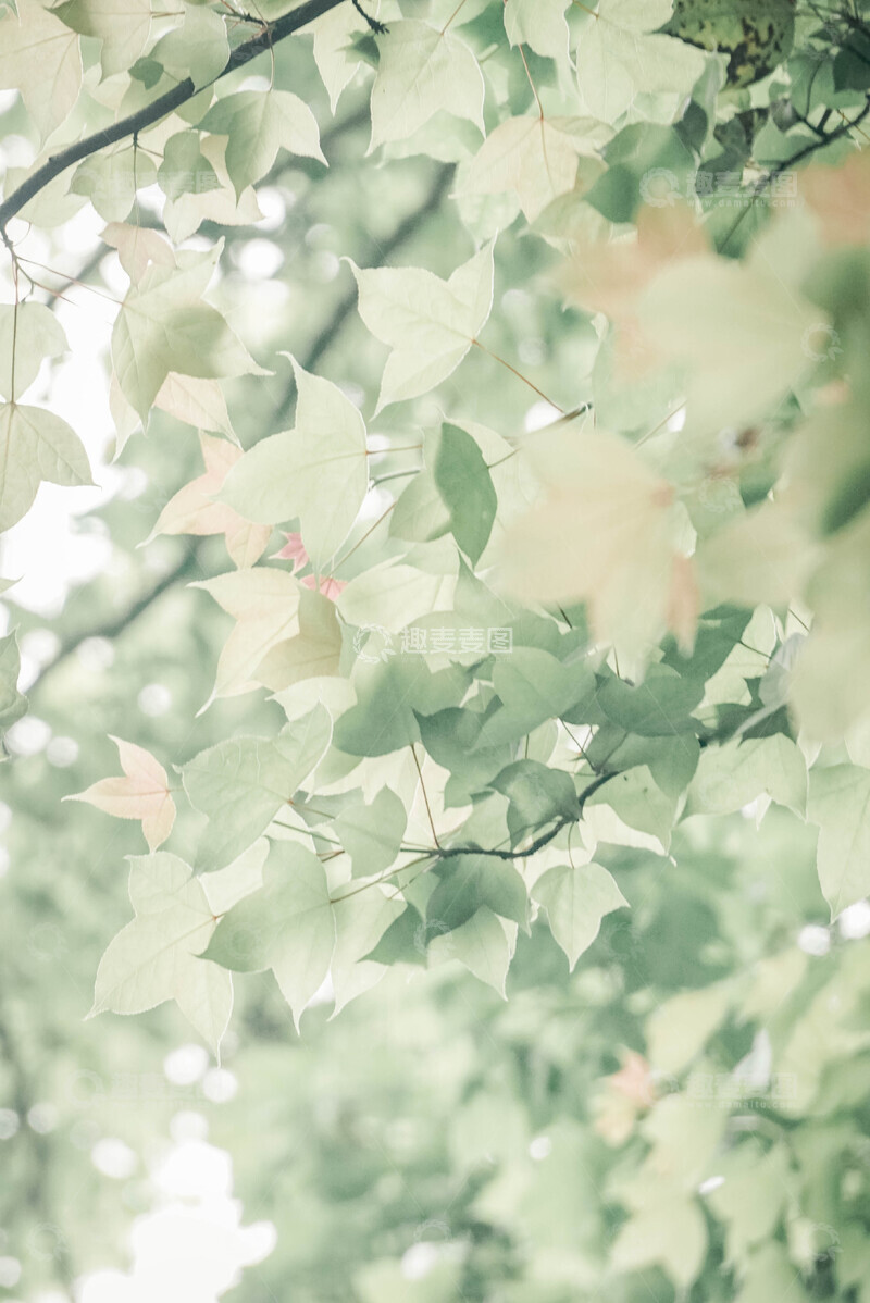 高清大图下载【趣麦麦图】清新树叶自然风景摄影背景素材