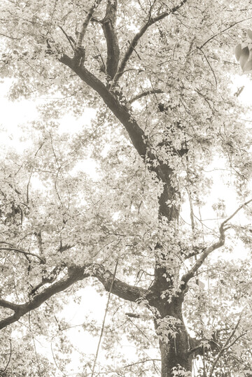 黑白调枝叶艺术摄影背景素材