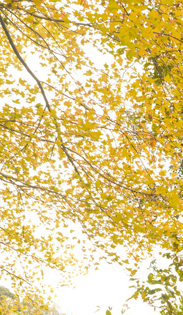 秋日金黄树叶美景摄影背景素材