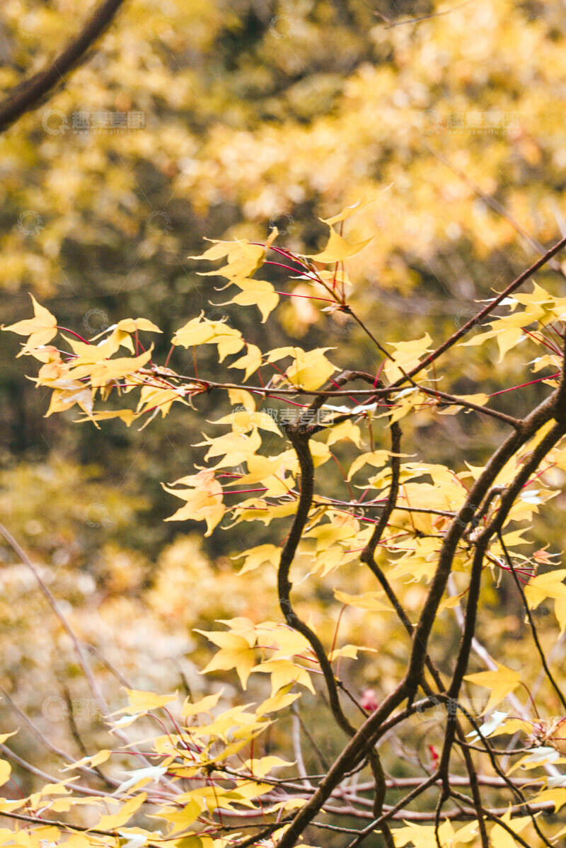 高清大图下载【趣麦麦图】-秋意浓郁枫叶黄叶摄影背景素材