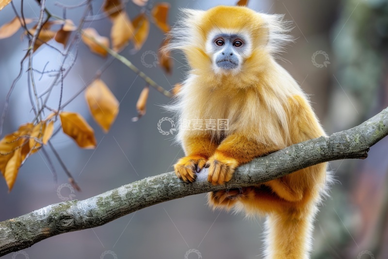 高清大图下载【趣麦麦图】树枝上的金丝猴