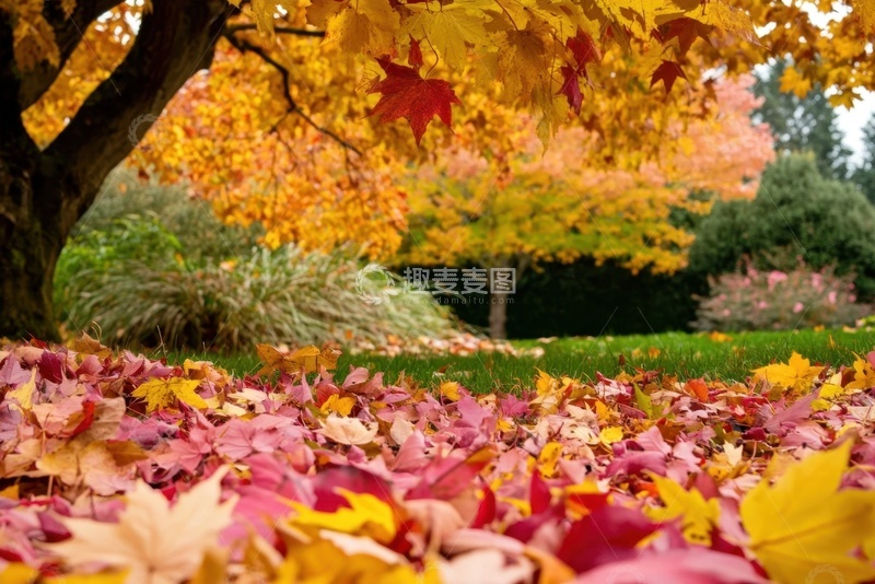 高清大图下载【趣麦麦图】秋季落叶满地自然美景