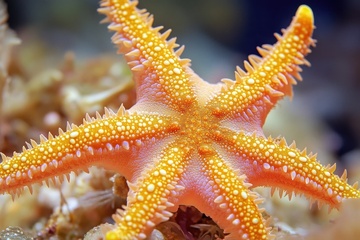 一只橙色的海星摄影