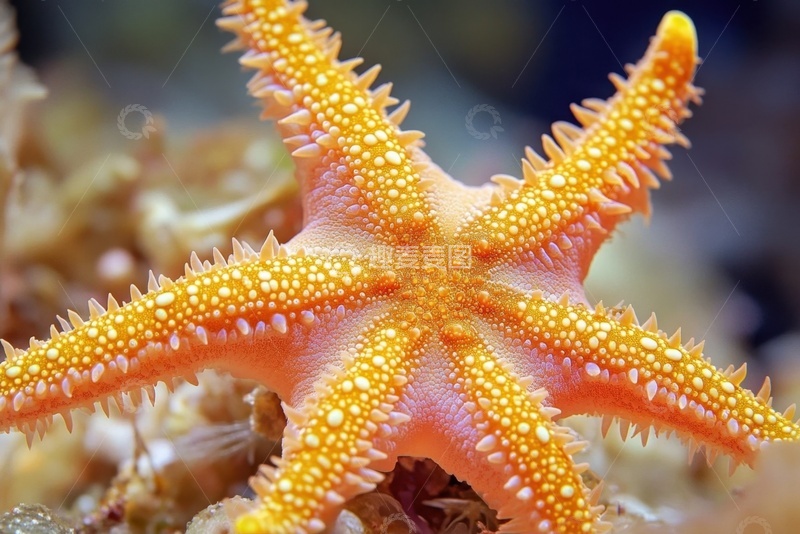 高清大图下载【趣麦麦图】一只橙色的海星摄影