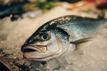 冰块里的冰冻鲜鱼