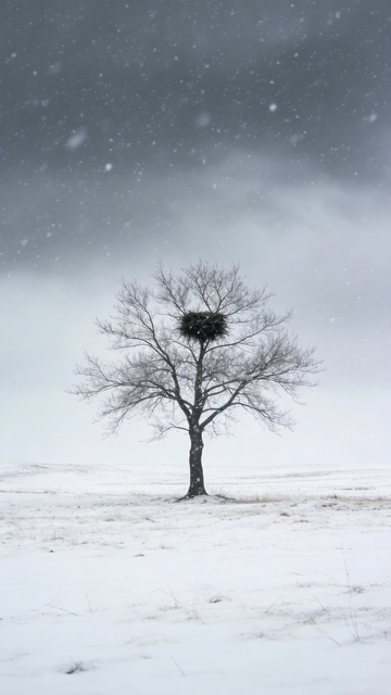 孤树雪巢荒原孤寂3