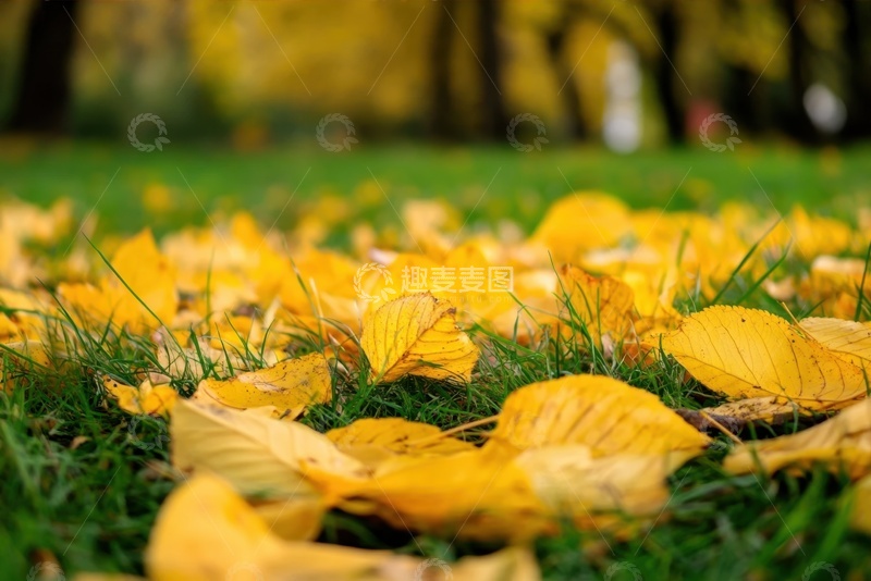 高清大图下载【趣麦麦图】草地上金黄色的落叶