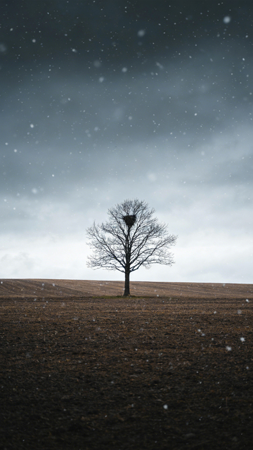 孤树雪巢荒原孤寂2