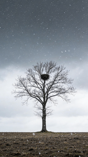 孤树雪巢荒原孤寂