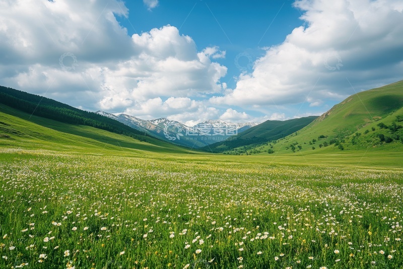 高清大图下载【趣麦麦图】开满小白花的草原绿地