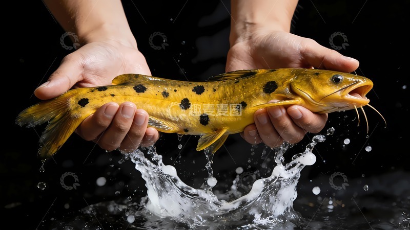 高清大图下载【趣麦麦图】一条黄辣丁黄骨鱼