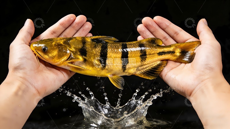 高清大图下载【趣麦麦图】双手捧着黄辣丁