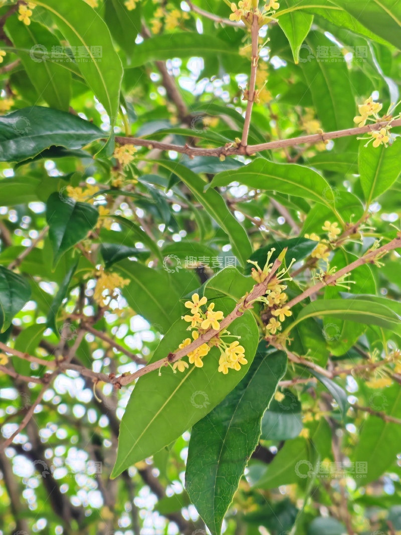 高清大图下载【趣麦麦图】桂花树盛开自然风光