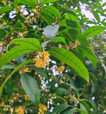 绿叶黄花植物特写自然风光