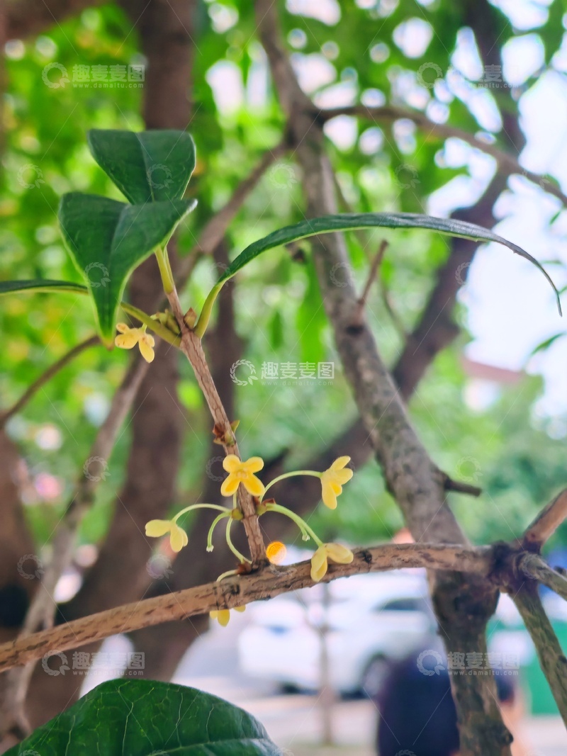 高清大图下载【趣麦麦图】-自然风景树枝黄花特写