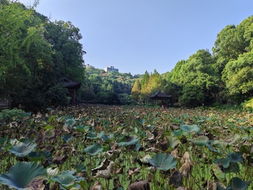 夏日荷塘景色自然风光摄影图