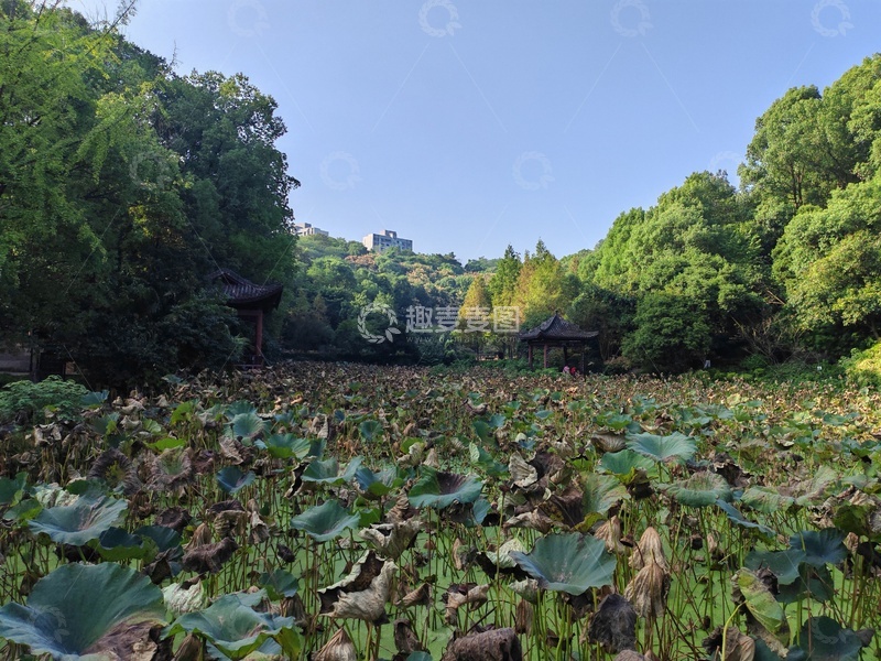 高清大图下载【趣麦麦图】夏日荷塘景色自然风光摄影图