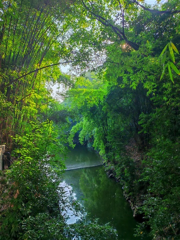 翠绿溪流森林景观自然风光