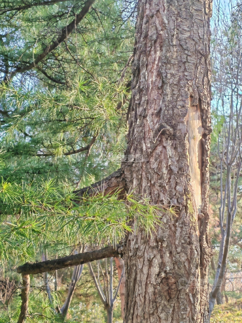 高清大图下载【趣麦麦图】森林松树特写自然风景