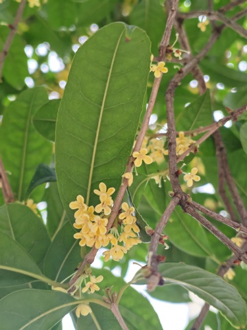 桂花树黄色小花特写