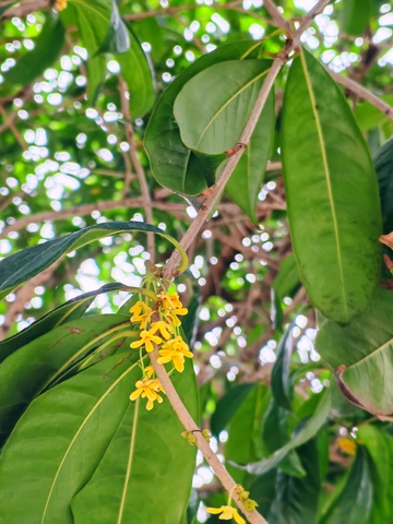 桂花树黄花绽放自然风光