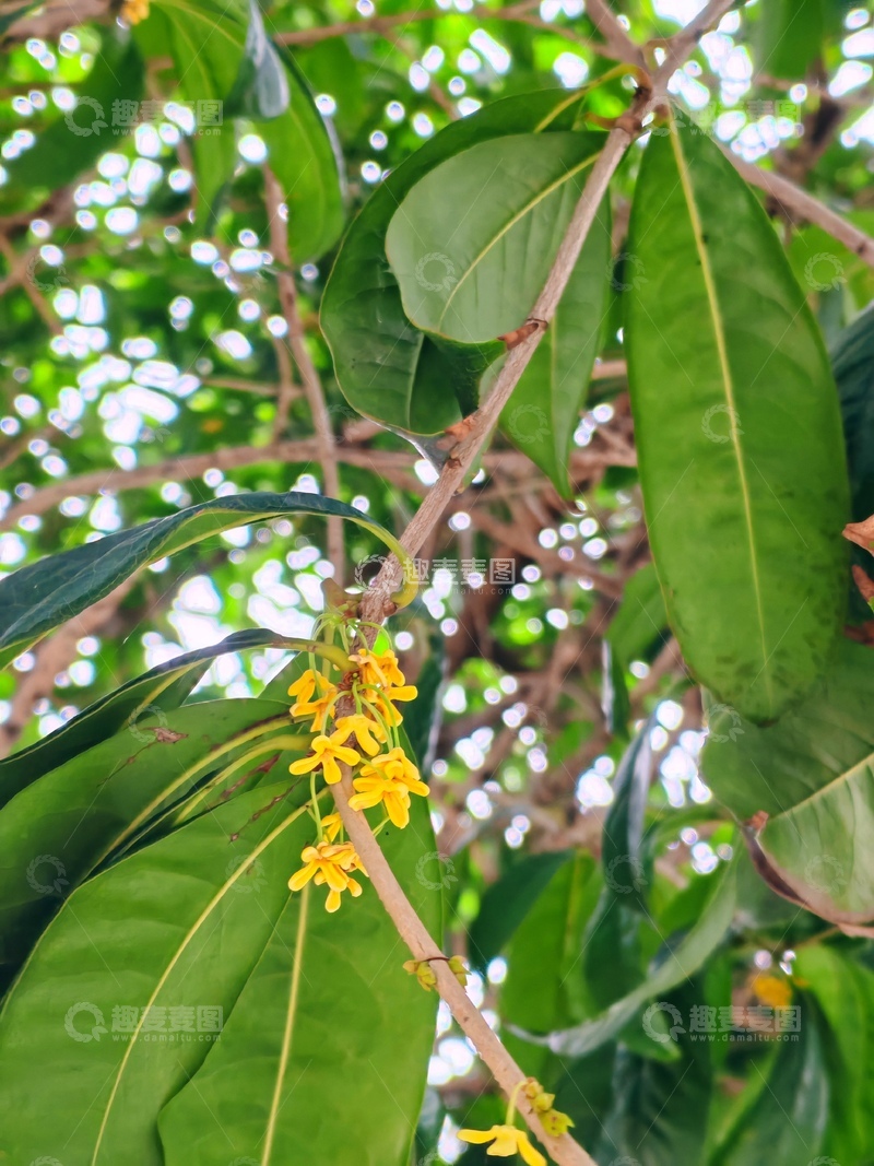 高清大图下载【趣麦麦图】-桂花树黄花绽放自然风光