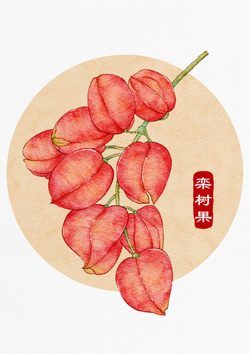 水彩栾树果装饰画