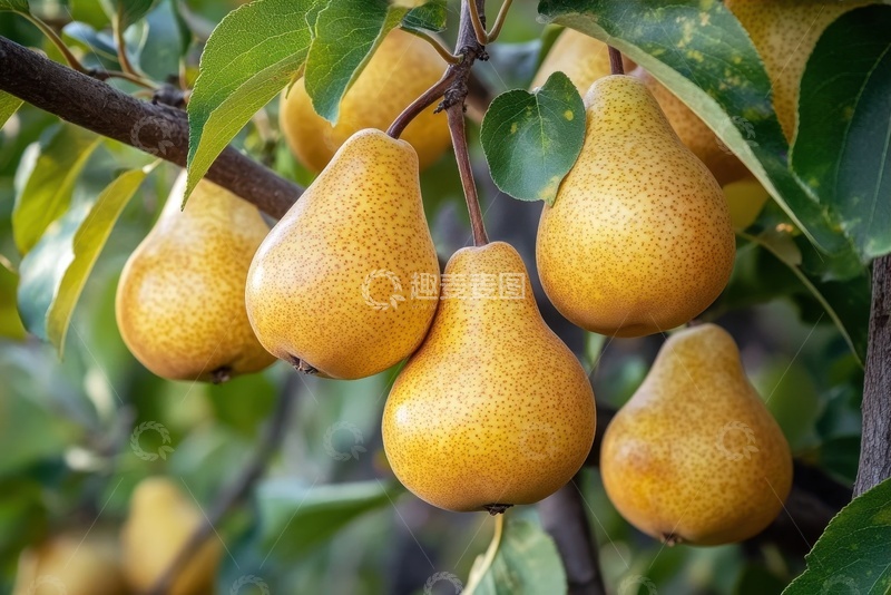 高清大图下载【趣麦麦图】金黄色的梨挂在树枝上