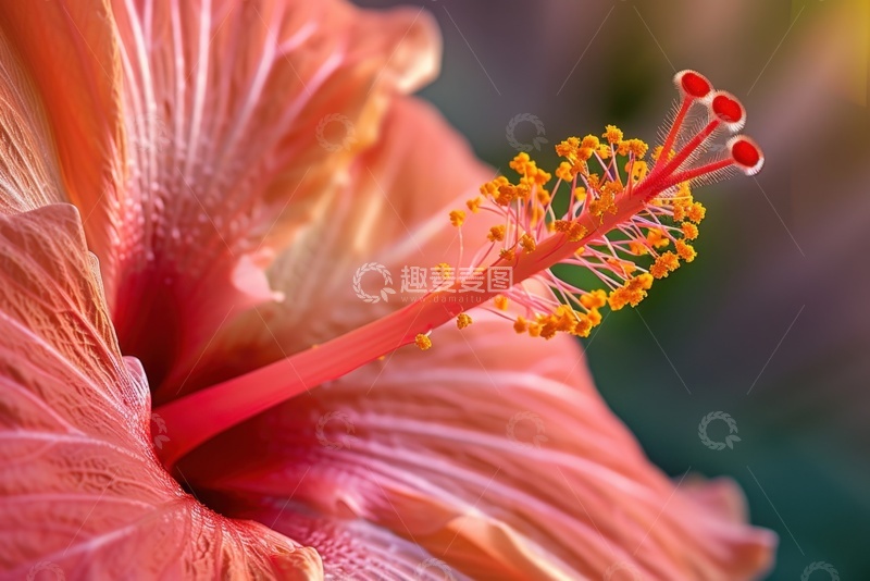 高清大图下载【趣麦麦图】盛开的红花花蕊