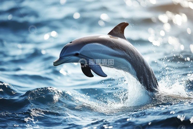 高清大图下载【趣麦麦图】大海里跳跃的一只海豚