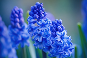 蓝色的风信子摄影