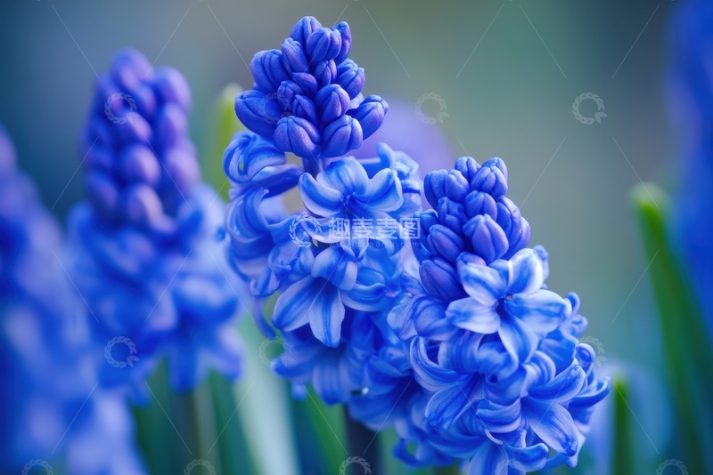 高清大图下载【趣麦麦图】蓝色的风信子摄影