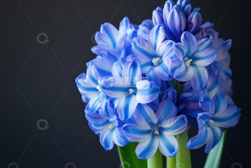 高清大图下载【趣麦麦图】一束盛开的风信子花卉