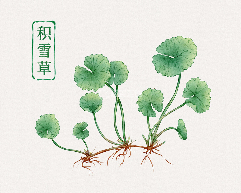 源文件下载【趣麦麦图】积雪草中草药插画