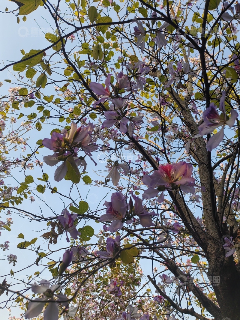 高清大图下载【趣麦麦图】逆光紫荆花,治愈系花卉,浪漫,花卉摄影