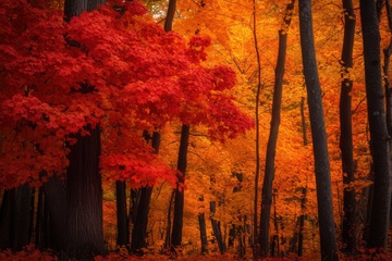 红色的秋季枫树林