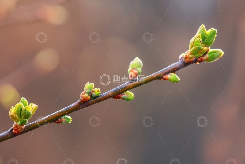 高清大图下载【趣麦麦图】春季发芽的树枝