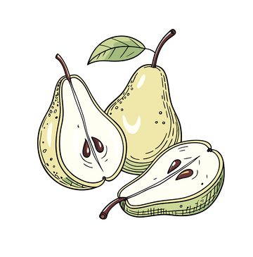 矢量手绘鸭梨插画