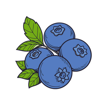 矢量蓝莓插画