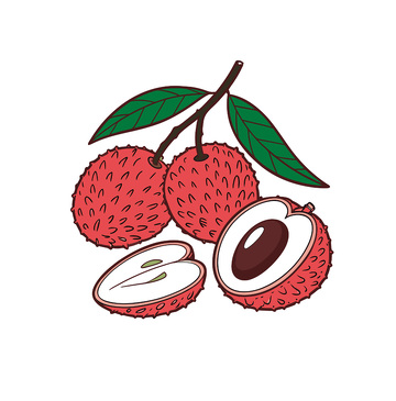 矢量手绘荔枝插画